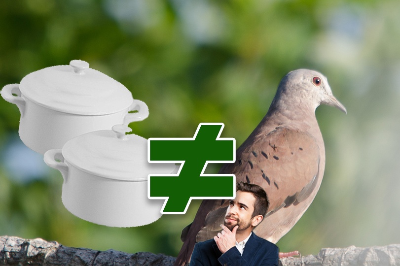 Não confunda “Caçarolinha” com “Caçar Rolinha”